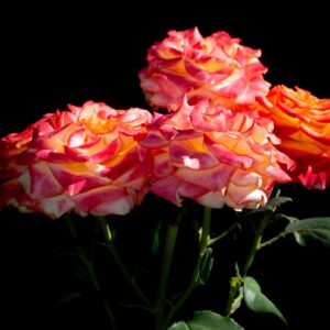 roses fiesta