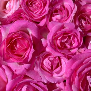 roses gayane