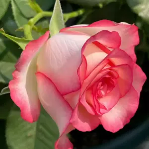 roses jumelia