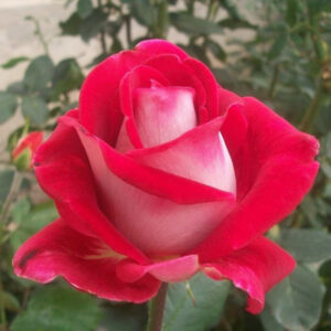 roses luxor