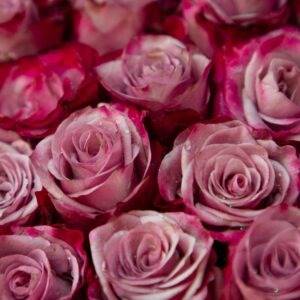 roses maretim