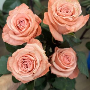 roses montmartre