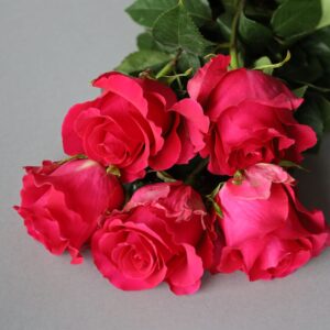 roses narine