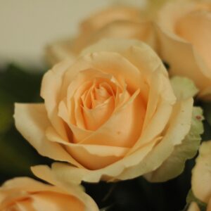 roses pich avalange