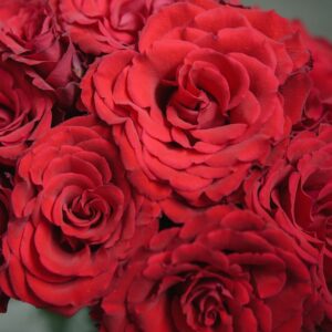 roses red naomi
