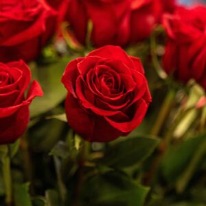 roses shangrila