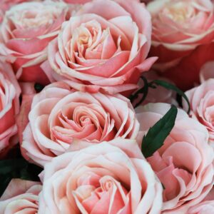 roses sofi loren