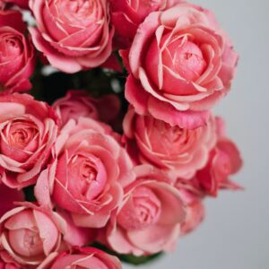roses spray madam bombastic