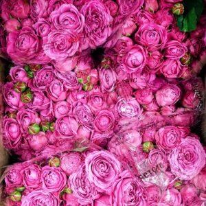 roses spray misty bubbles