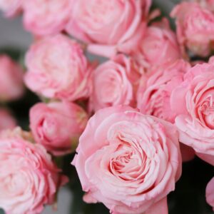 roses spray silva pink