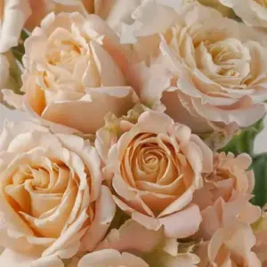 roses spray splash sensation