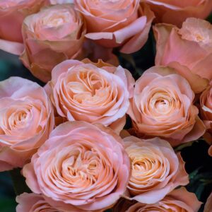 roses spray vivuzela