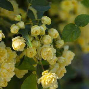 roses spray yellow bubbles