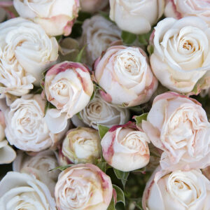 roses spray bombastic