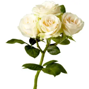 roses spray cream