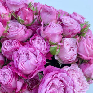 roses spray lady bubbles