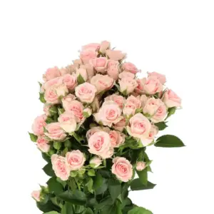 roses spray lydia