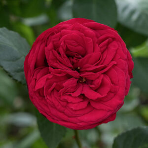 roses spray red piano
