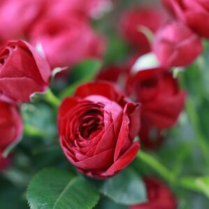 roses spray red