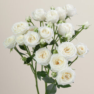 roses spray white bubbles