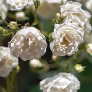 roses spray white
