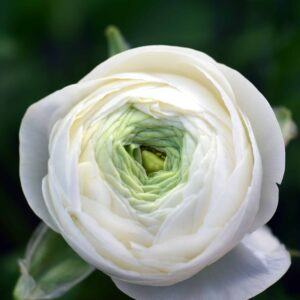 roses yuvena