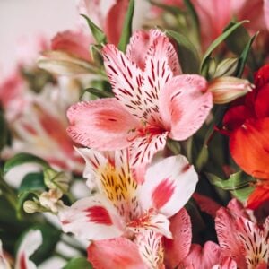 Alstroemerias
