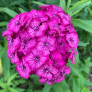 Dianthus
