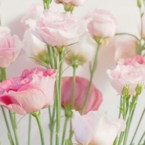Lisianthus
