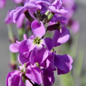 Matthiola
