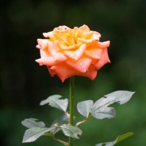 Roses Tige Simple