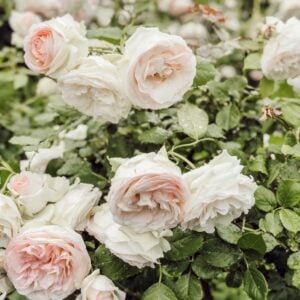 Roses Spray